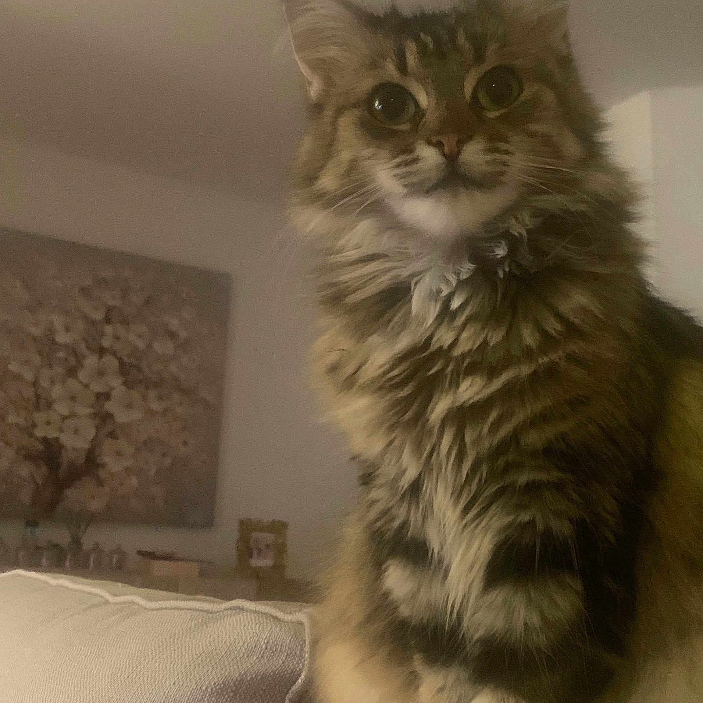 Bella participe au concours pour gagner de l'argent avec cette photo : animal, architecture, building, cat, couch, face, furniture, head, indoors, interiordesign, kitten, livingroom, manx, person, pet, photoframe, photography, portrait, room, wall