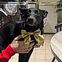 animal, black_dog, bow_tie, chair, clothes_hanger, curious, cute, dog, domestic, furniture, hands, home, indoor, laundry, person, pet, plant, portrait, table, tiled_floor