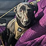 Shadow participe au concours pour gagner de l'argent avec cette photo : dog, black_dog, harness, purple_blanket, car_interior, seat, window, leash, pet, animal, sitting, calm, closeup, daylight, outdoor_view, seat_cover, resting, companion, domestic_animal, travel