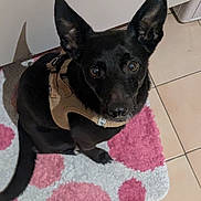 Shadow participe au concours pour gagner de l'argent avec cette photo : dog, black_dog, pet, harness, indoor, floor, tile_floor, rug, pink_rug, white_rug, polka_dot, large_ears, looking_up, curious, animal, companion, cute, canine, domestic_animal, flooring