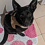 dog, black_dog, pet, harness, indoor, floor, tile_floor, rug, pink_rug, white_rug, polka_dot, large_ears, looking_up, curious, animal, companion, cute, canine, domestic_animal, flooring