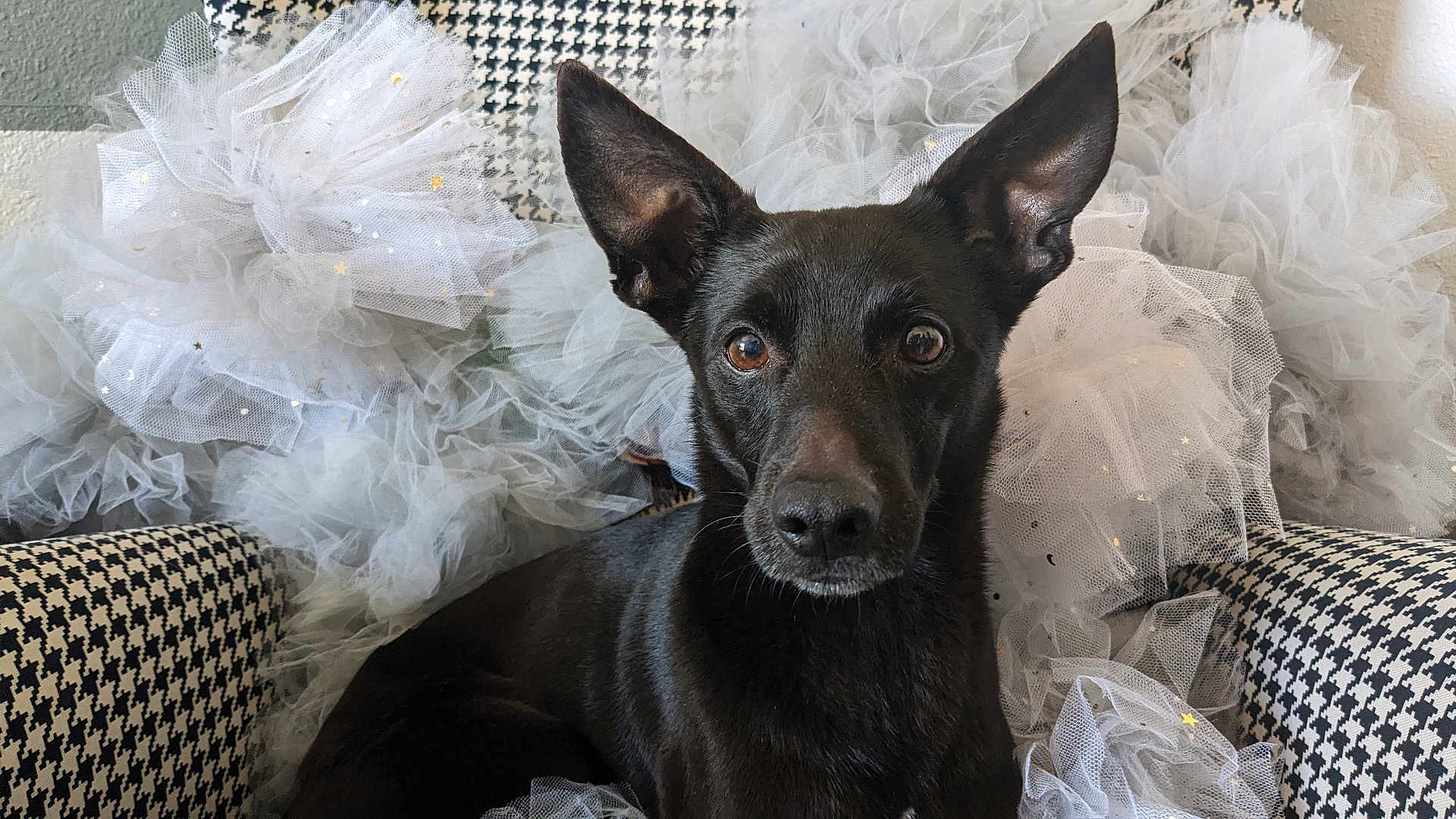 Shadow a rejoint le concours — aidez-le/la à gagner de superbes lots ! dog, black_dog, ears, tulle, fabric, houndstooth, chair, pattern, texture, pet, animal, indoor, portrait, closeup, curious, sitting, fur, eye_contact, decor, cute