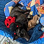 Shadow participe au concours pour gagner de l'argent avec cette photo : dog, black_dog, plush_toy, ladybug_toy, teddy_bear, blanket, bed, bedroom, book, bookshelf, cartoon_bedding, blue_blanket, resting_dog, indoor, cozy, fur, pet, sleeping, cute, home