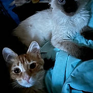 Misha And Maverick joined the competition — help win amazing prizes! animal, blue_blanket, cat, cats, closeup, companion, cozy, cute, ears, eyes, feline, fluffy, fur, indoor, orange_cat, pets, resting, soft_light, whiskers, white_cat