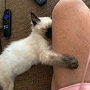 Misha is registered to the contest to win money with this photo: kitten, cat, sleeping, paw, leg, couch, remote_control, furniture, indoor, fur, resting, cozy, pet, animal, cute, relaxing, texture, human, pink_shorts, affection