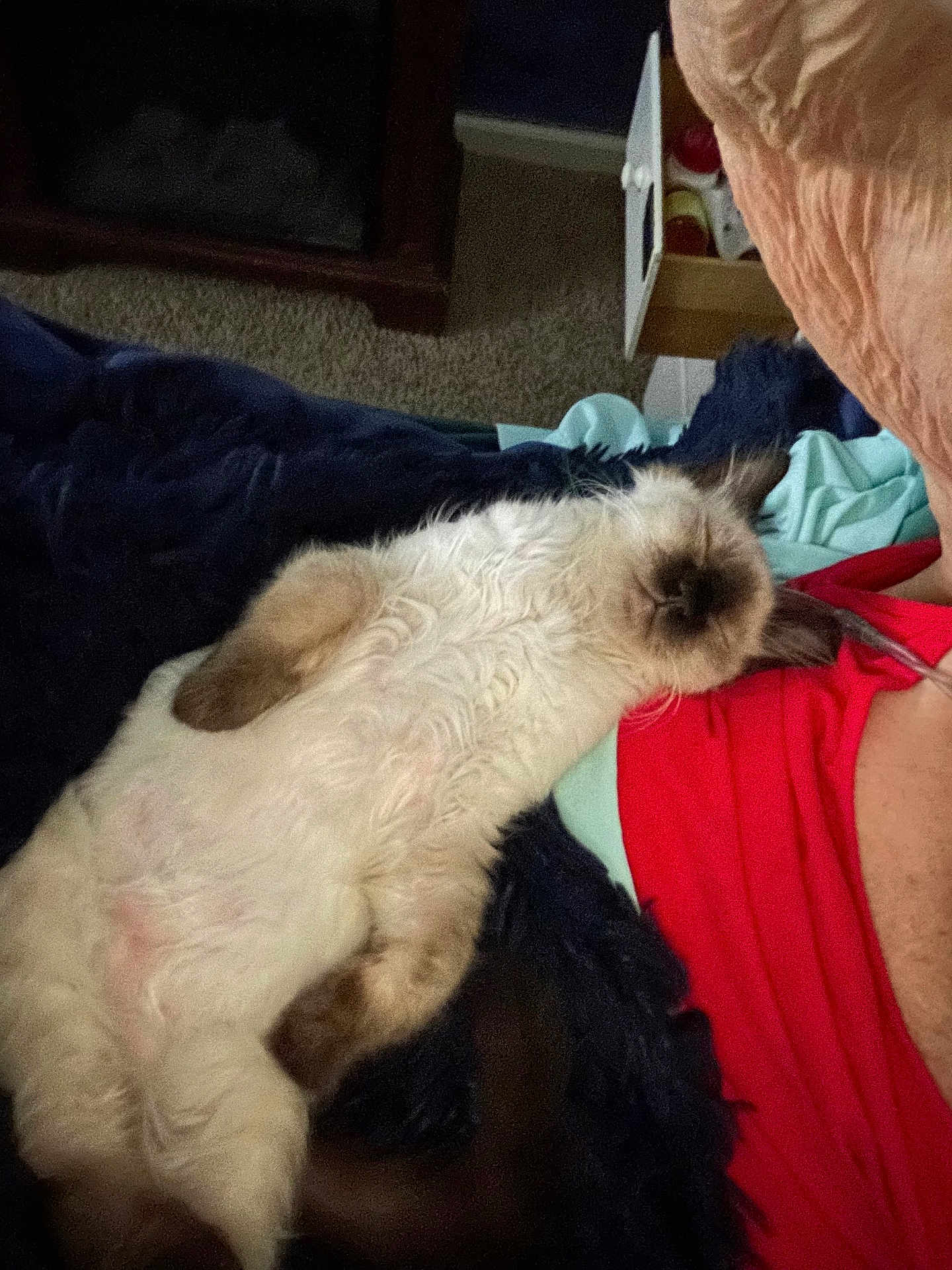 Misha joined the competition — help win amazing prizes! cat, fluffy, sleeping, relaxed, indoor, blanket, person, red_shirt, fur, cute, cozy, resting, pet, animal, whiskers, paw, comfort, domestic, feline, nap