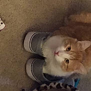 Mr Spock joined the competition — help win amazing prizes! carmine, carnivore, cat, claw, companion_dog, dog_breed, domestic_short_haired_cat, fang, felidae, foot, fur, paw, small_to_medium_sized_cats, tail, whiskers