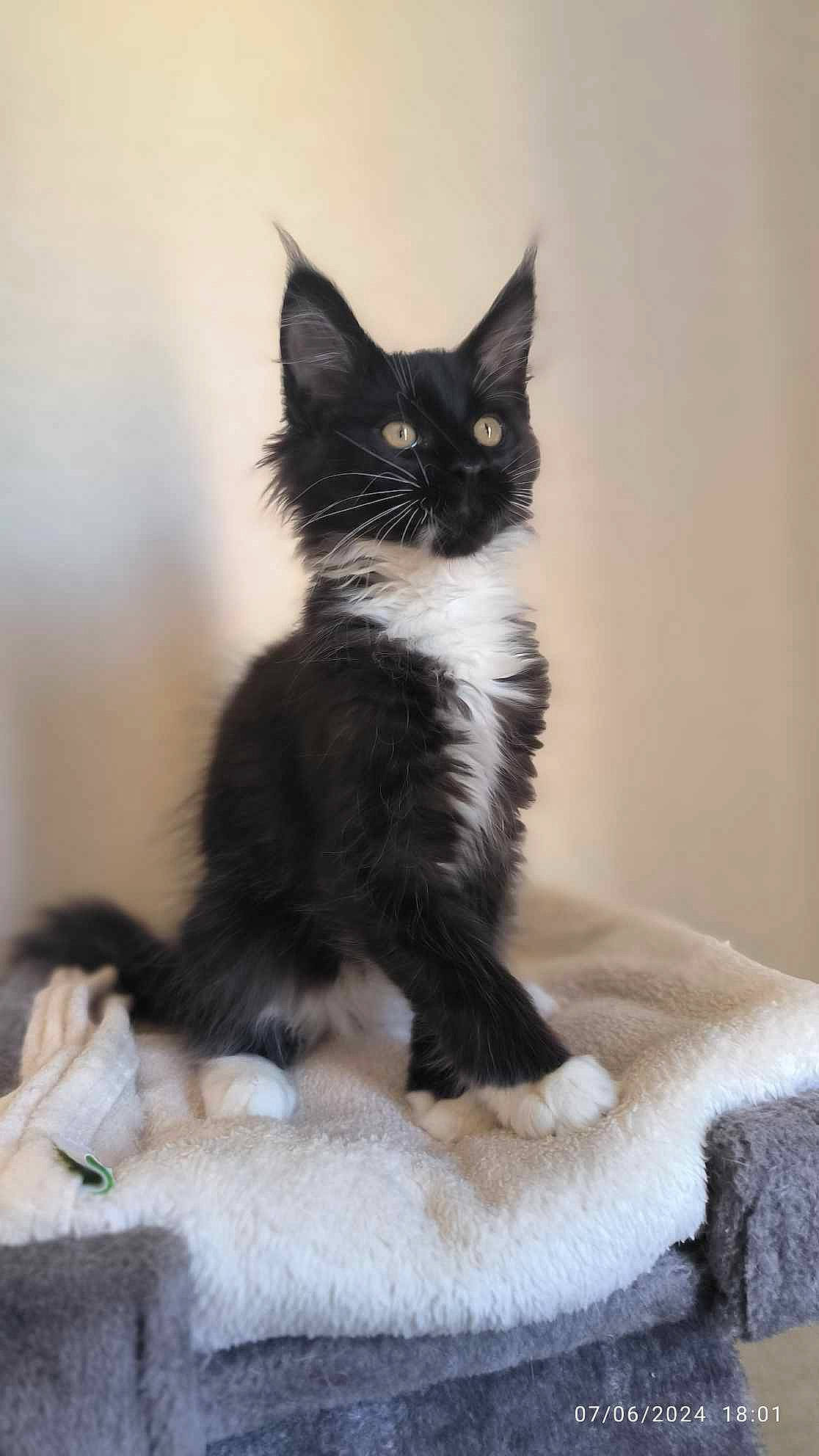 Venom a rejoint le concours — aidez-le/la à gagner de superbes lots ! art, carnivore, cat, claw, comfort, domestic_short_haired_cat, felidae, formal_wear, fur, monochrome_photography, paw, sitting, small_to_medium_sized_cats, snout, tail, tree, whiskers, window