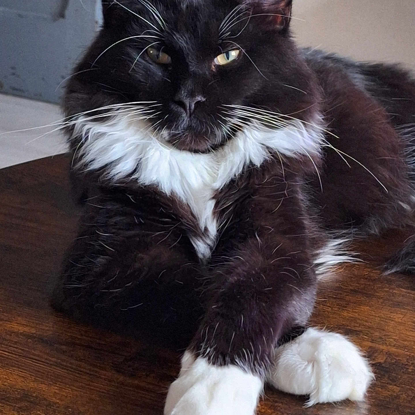 Venom a rejoint le concours — aidez-le/la à gagner de superbes lots ! abyssinian, animal, blackcat, cat, hardwood, kitten, manx, pet, plywood, stainedwood, wood