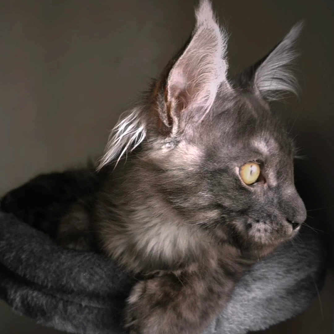 Wyatt a rejoint le concours — aidez-le/la à gagner de superbes lots ! abyssinian, angora, animal, blackcat, brasssection, cat, den, egyptiancat, face, gray, horn, indoors, kitten, manx, musicalinstrument, person, pet, siamese, sleeping, snout