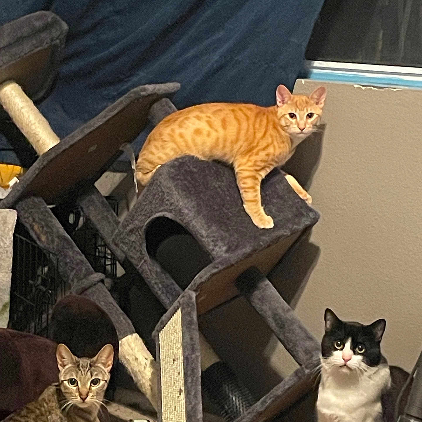 Rocky Simba And Leah