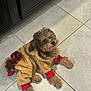 Oakley is registered to the contest to win money with this photo: animal, clothing, coat, companion, cozy, curious, cute, dog, floor, fur, home, indoor, lying_down, pet, plaid, puppy, red, small_dog, tan, tile