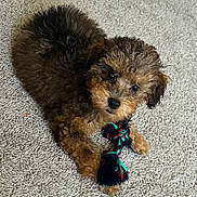 Oakley joined the competition — help win amazing prizes! puppy, dog, toy, rope_toy, carpet, curly_fur, brown_fur, black_fur, cute, pet, indoor, laying_down, looking_up, animal, playful, fur, small_dog, canine, domestic_animal, young_dog