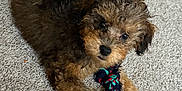 Oakley joined the competition — help win amazing prizes! animal, black_fur, brown_fur, canine, carpet, curly_fur, cute, dog, domestic_animal, fur, indoor, laying_down, looking_up, pet, playful, puppy, rope_toy, small_dog, toy, young_dog