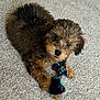 puppy, dog, toy, rope_toy, carpet, curly_fur, brown_fur, black_fur, cute, pet, indoor, laying_down, looking_up, animal, playful, fur, small_dog, canine, domestic_animal, young_dog