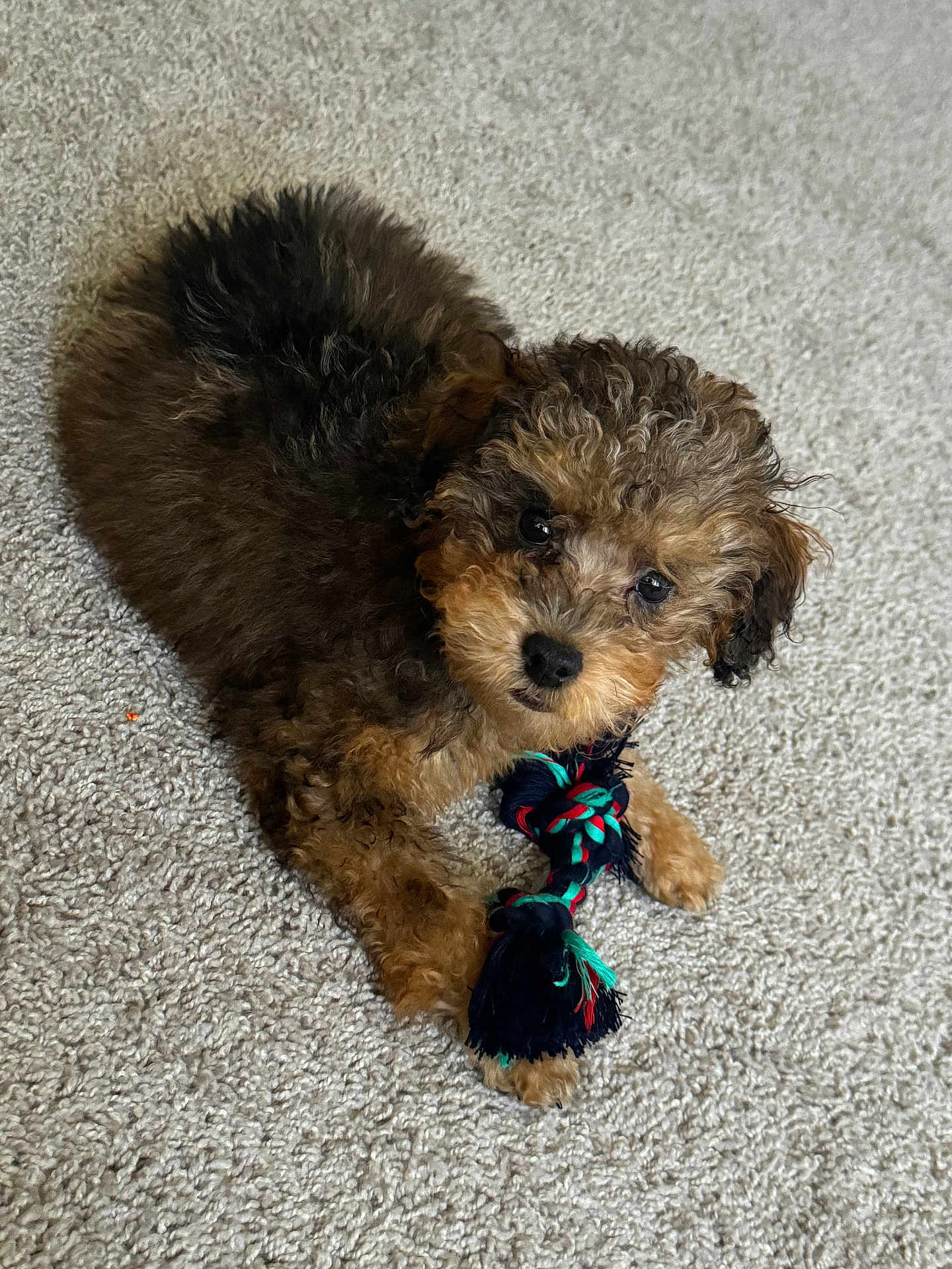 Oakley joined the competition — help win amazing prizes! puppy, dog, toy, rope_toy, carpet, curly_fur, brown_fur, black_fur, cute, pet, indoor, laying_down, looking_up, animal, playful, fur, small_dog, canine, domestic_animal, young_dog