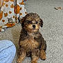 Oakley is registered to the contest to win money with this photo: animal, autumn_leaves, blanket, brown, carpet, cozy, curly_fur, cute, dog, floor, fur, home, indoor, pattern, pet, puppy, relaxed, sitting, small_dog, toy