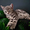 kitten, cat, gray_tabby, fur, green_leaves, plant, sleepy, pet, animal, cute, whiskers, ears, paws, relaxed, nature, indoor, closeup, young, soft, cozy