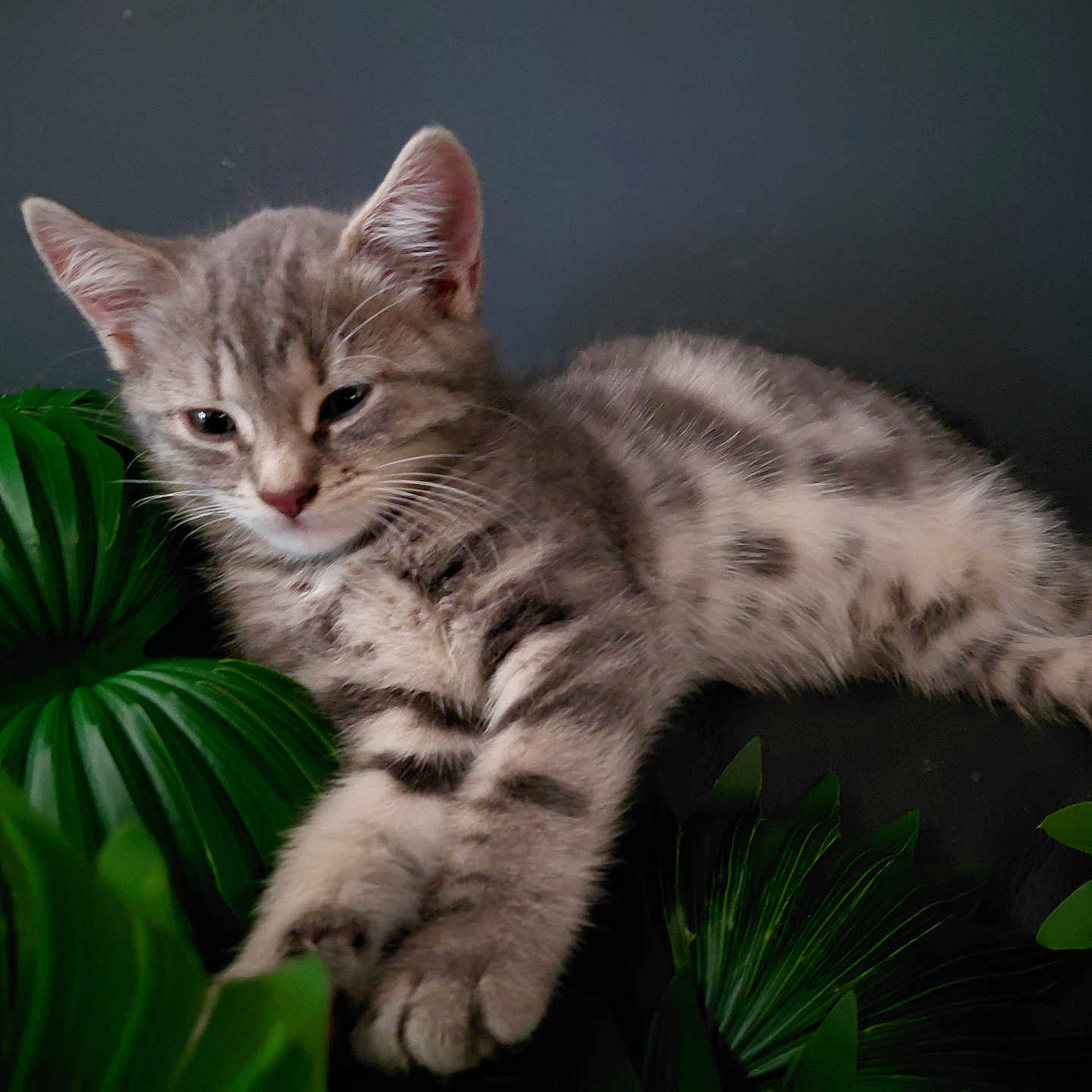 Baya a rejoint le concours — aidez-le/la à gagner de superbes lots ! kitten, cat, gray_tabby, fur, green_leaves, plant, sleepy, pet, animal, cute, whiskers, ears, paws, relaxed, nature, indoor, closeup, young, soft, cozy