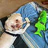 dog, small_dog, white_dog, pet, toy, chew_toy, plush_toy, green_toy, blanket, striped_blanket, carpet, indoor, paw, lying_down, curious, mischievous, close_up, animal, canine, playful