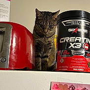 Sadie is registered to the contest to win money with this photo: cat, tabby_cat, toaster, kitchen, counter, container, creatine, supplement, red, black, white, fur, striped, pet, animal, indoor, curious, looking_down, appliance, food_container