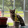 Sadie is registered to the contest to win money with this photo: cat, tabby_cat, plant, flower_pot, window, glass, greenery, outdoor, indoor, sitting, curious, nature, leaves, table, reflection, feline, pet, domestic_animal, quiet, daylight