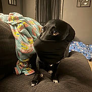 Penelope joined the competition — help win amazing prizes! dog, black_dog, pet, indoor, couch, blanket, fabric, curtains, wall_decor, paws, snout_covered, looking_sideways, furniture, cozy_room, animal, domestic_animal, canine, soft_lighting, brown_background, curious