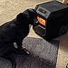 Penelope is registered to the contest to win money with this photo: dog, black_dog, carpet, rug, space_heater, digital_display, indoor, pet, warmth, comfort, floor, appliance, technology, glow, orange_light, home, cozy, animal, sitting, quiet