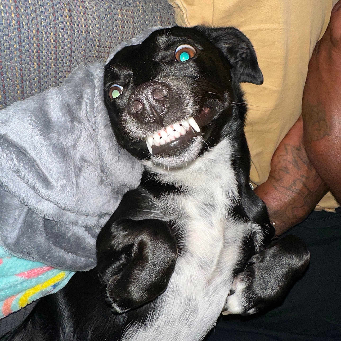 Penelope joined the competition — help win amazing prizes! dog, black_and_white, teeth, smile, lying_down, blanket, tattoo, paw, fur, indoors, person, arm, couch, nose, playful, pet, cute, happy, canine, companion