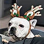 dog, white_dog, reindeer_antlers, pet, indoor, holiday, costume, cute, animal, christmas, decorative, antlers, face, ears, fur, looking, expression, paw, couch, home