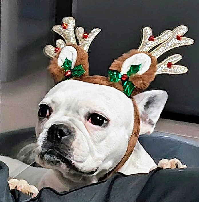 Bella a rejoint le concours — aidez-le/la à gagner de superbes lots ! dog, white_dog, reindeer_antlers, pet, indoor, holiday, costume, cute, animal, christmas, decorative, antlers, face, ears, fur, looking, expression, paw, couch, home
