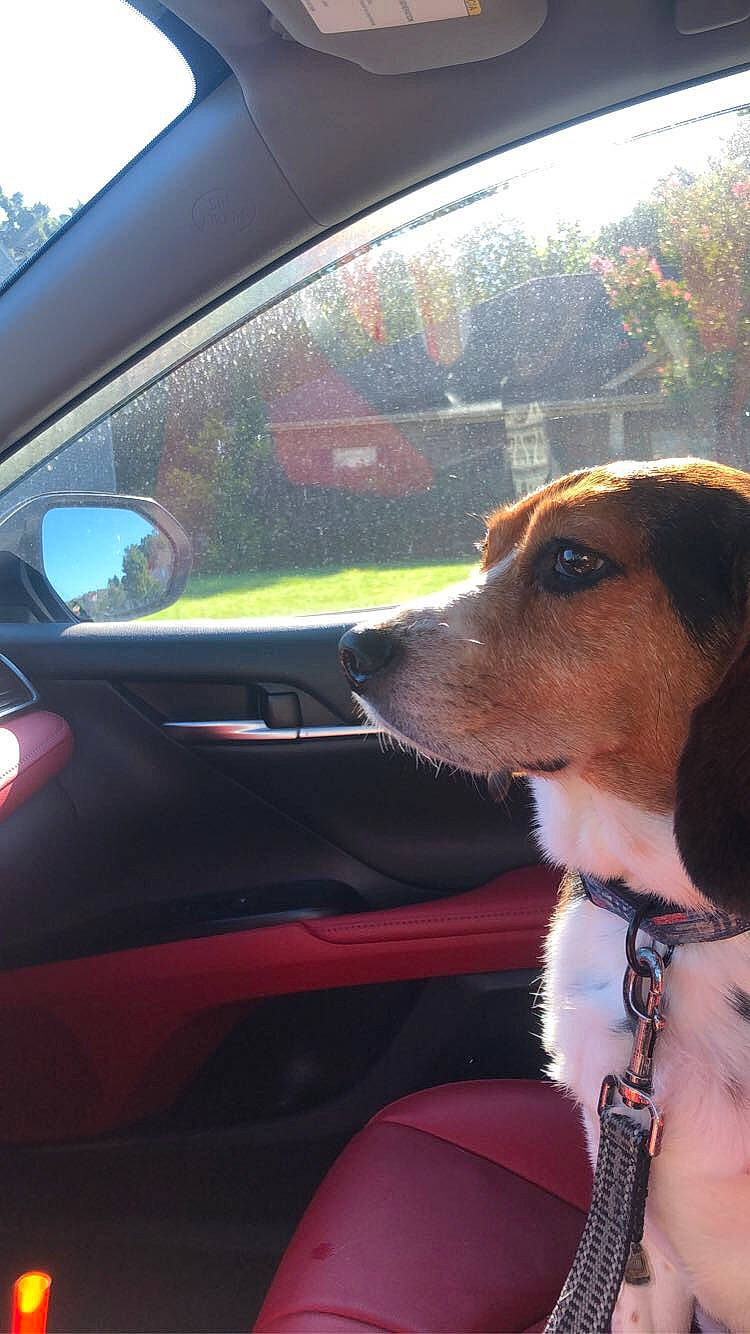 Flynn is registered to the contest to win money with this photo: automotive_exterior, automotive_lighting, automotive_mirror, car, car_seat_cover, carnivore, collar, companion_dog, dog, dog_breed, fawn, hood, motor_vehicle, plant, snout, steering_wheel, tints_and_shades, vehicle, vehicle_door, window
