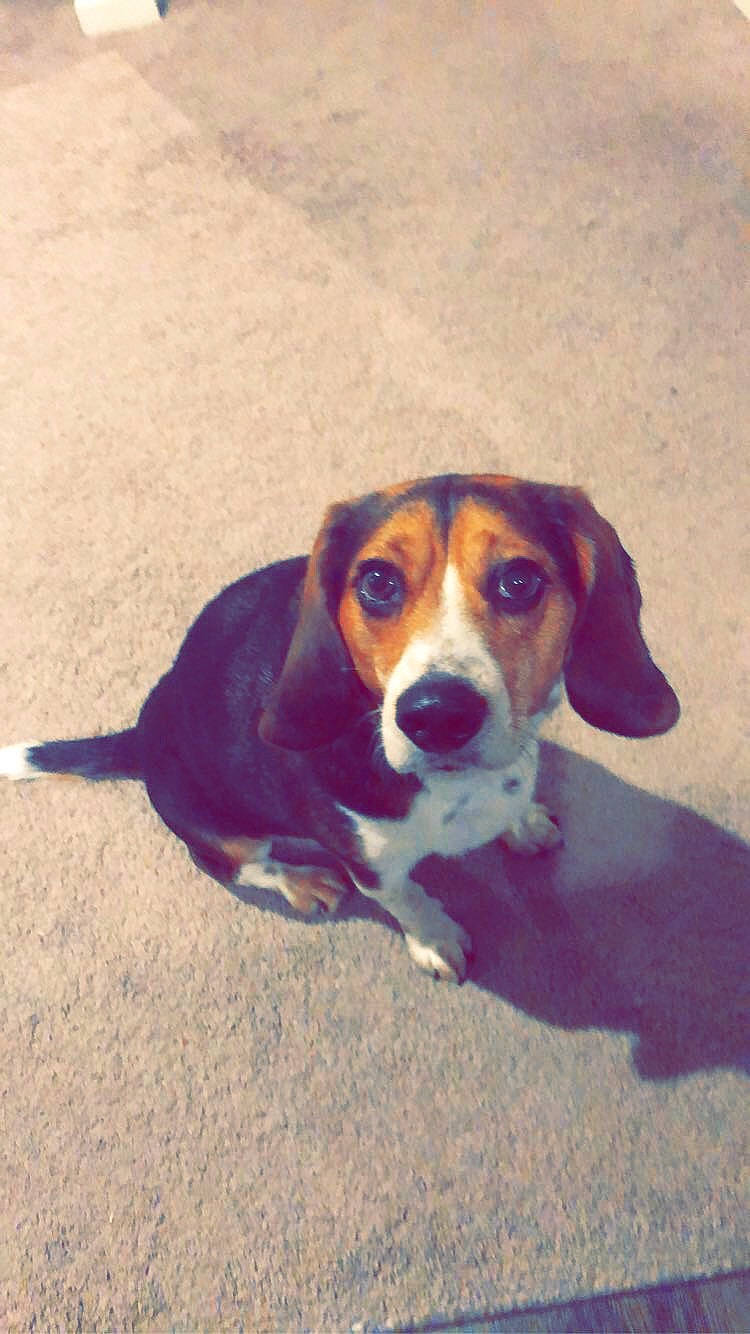 Flynn joined the competition — help win amazing prizes! beagle_harrier, canidae, carnivore, companion_dog, dog, dog_breed, hound, hunting_dog, scent_hound, snout, sporting_group, terrestrial_animal, working_animal