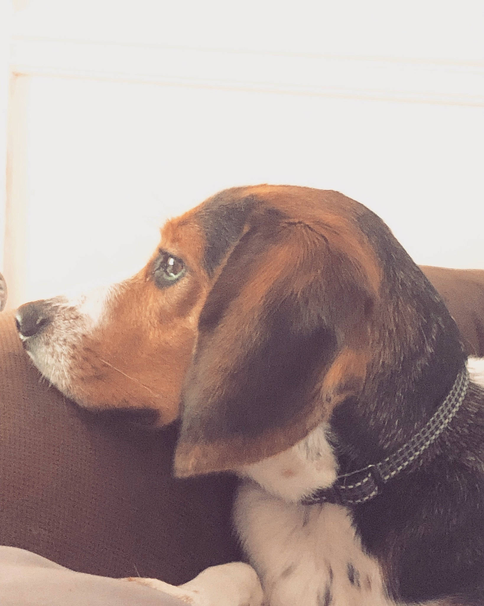 Flynn joined the competition — help win amazing prizes! canidae, carnivore, companion_dog, dog, dog_breed, ear, fur, gun_dog, hound, hunting_dog, liver, metal, scent_hound, snout, sporting_group, terrestrial_animal, whiskers, wood, working_animal