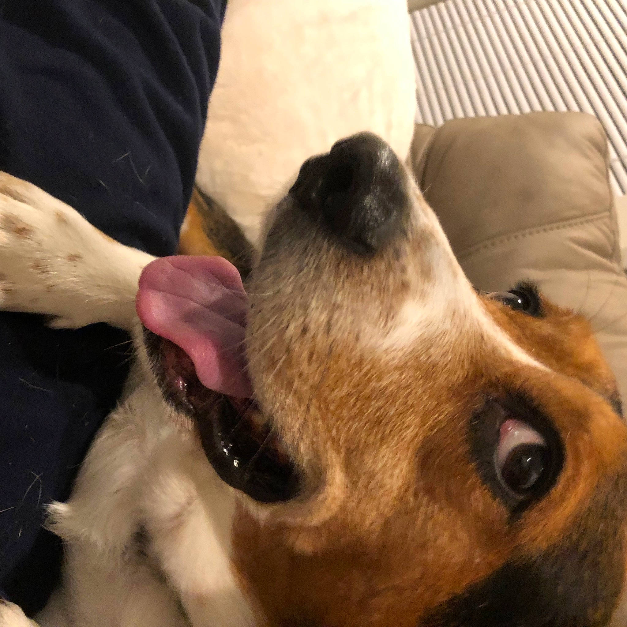 Flynn joined the competition — help win amazing prizes! canidae, carnivore, collar, comfort, companion_dog, dog, dog_breed, dog_collar, ear, fawn, fur, labrador_retriever, liver, paw, pet_supply, retriever, snout, sporting_group, whiskers, working_animal