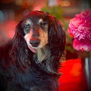 Francis a rejoint le concours — aidez-le/la à gagner de superbes lots ! animal, background, blurry, close_up, cute, decor, dog, ears, face, flower, fur, indoor, long_hair, mammal, pet, pink, portrait, snout, tongue, warm_light