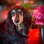 animal, background, blurry, close_up, cute, decor, dog, ears, face, flower, fur, indoor, long_hair, mammal, pet, pink, portrait, snout, tongue, warm_light
