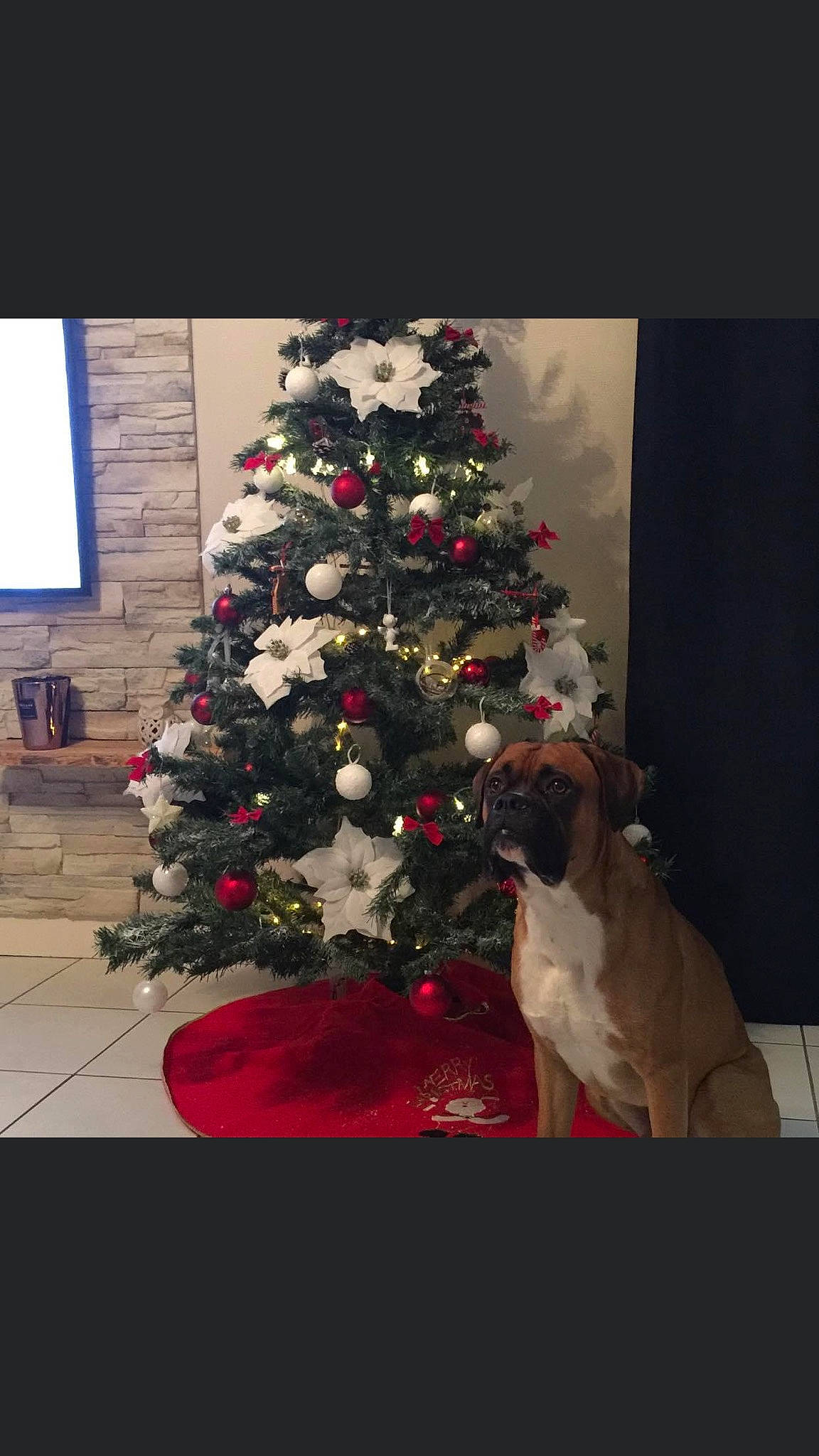 Oxbow participe au concours pour gagner de l'argent avec cette photo : branch, christmas_decoration, christmas_eve, christmas_ornament, christmas_tree, conifer, event, evergreen, holiday, holiday_ornament, interior_design, living_room, ornament, plant, tints_and_shades, tradition, tree, winter, wood, woody_plant