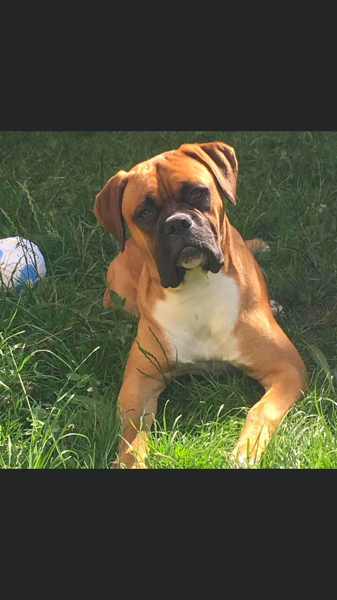 Oxbow a rejoint le concours — aidez-le/la à gagner de superbes lots ! ancient_dog_breeds, ball, boxer, bulldog, canidae, carnivore, companion_dog, dog, dog_breed, fawn, grass, happy, molosser, plant, snout, sporting_group, tree, working_animal, working_dog, wrinkle