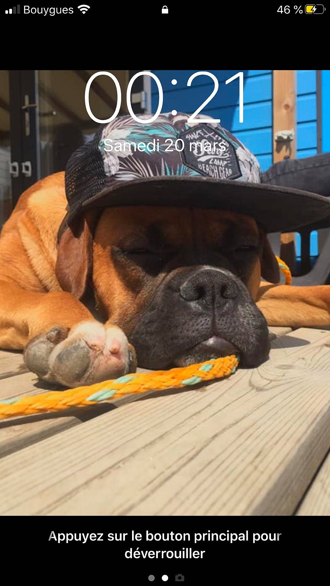 Oxbow participe au concours pour gagner de l'argent avec cette photo : canidae, carnivore, comfort, companion_dog, dog, dog_breed, dog_supply, fawn, guard_dog, hat, mammal, paw, snout, sporting_group, table, terrestrial_animal, vertebrate, wood, working_animal, working_dog