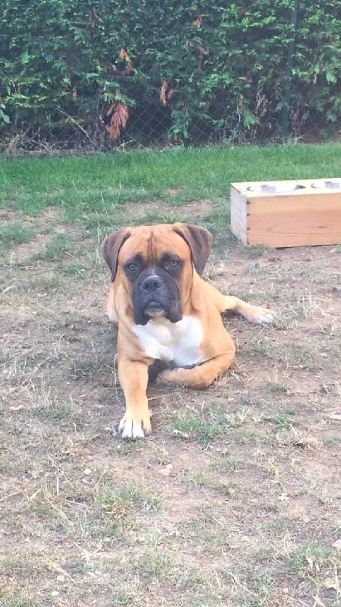 Oxbow a rejoint le concours — aidez-le/la à gagner de superbes lots ! ancient_dog_breeds, boxer, canidae, carnivore, companion_dog, dog, dog_breed, fawn, grass, guard_dog, molosser, non_sporting_group, plant, snout, sporting_group, terrestrial_animal, tree, working_animal, working_dog, wrinkle