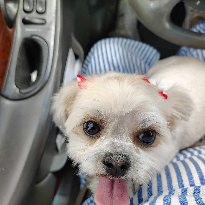 Channel is registered to the contest to win money with this photo: adorable, big_eyes, black_nose, blue_and_white, bow, car_interior, close_up, cup_holder, dashboard, dog, groomed, lap, pet, portrait, seat, small_dog, steering_wheel, striped_clothing, tongue_out, white_fur