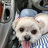 adorable, big_eyes, black_nose, blue_and_white, bow, car_interior, close_up, cup_holder, dashboard, dog, groomed, lap, pet, portrait, seat, small_dog, steering_wheel, striped_clothing, tongue_out, white_fur