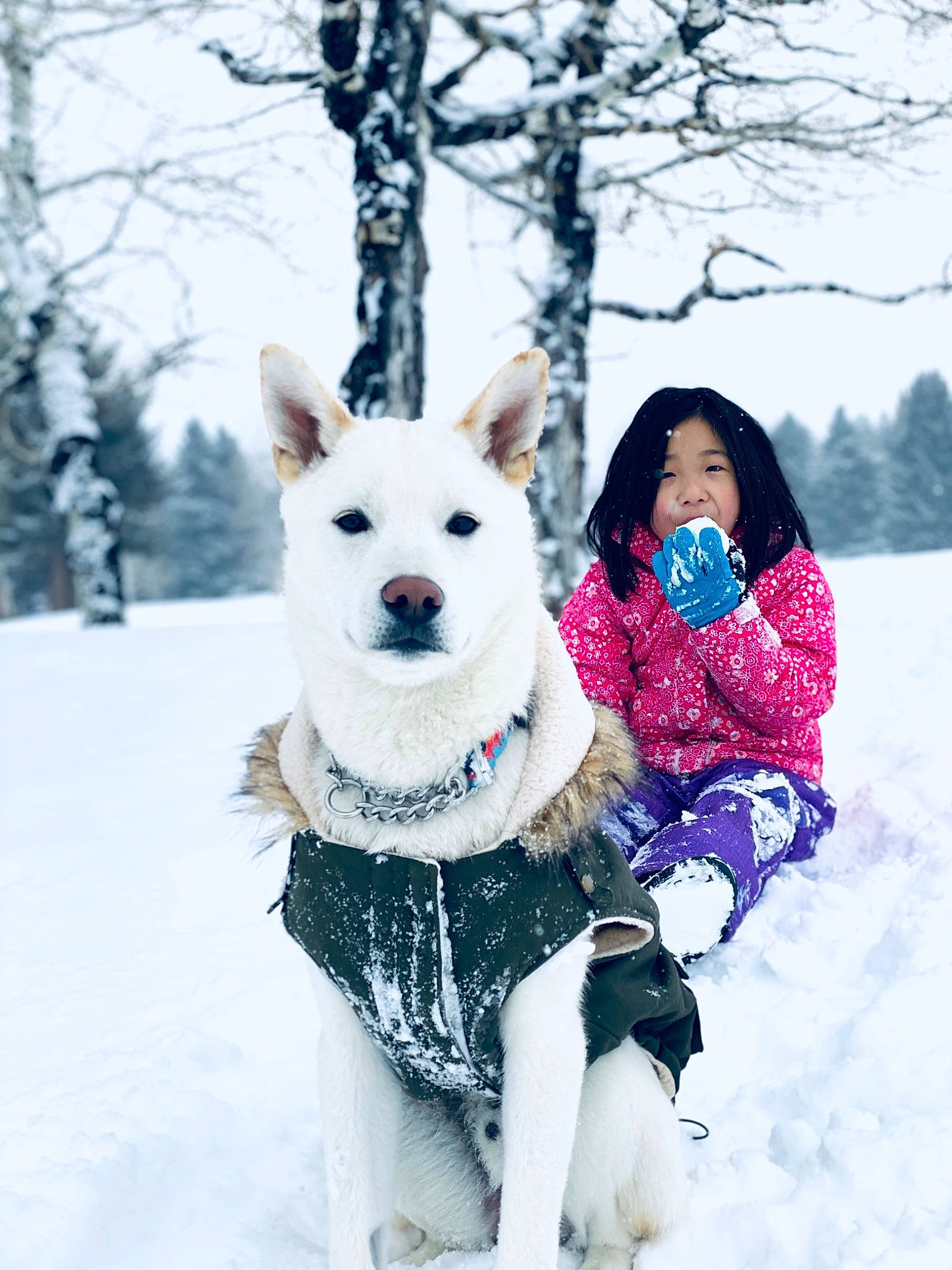 Louis joined the competition — help win amazing prizes! carnivore, collar, companion_dog, dog, dog_breed, dog_clothes, dog_collar, dog_supply, fawn, freezing, fur, happy, human_body, mammal, recreation, sky, snow, tree, vertebrate, winter