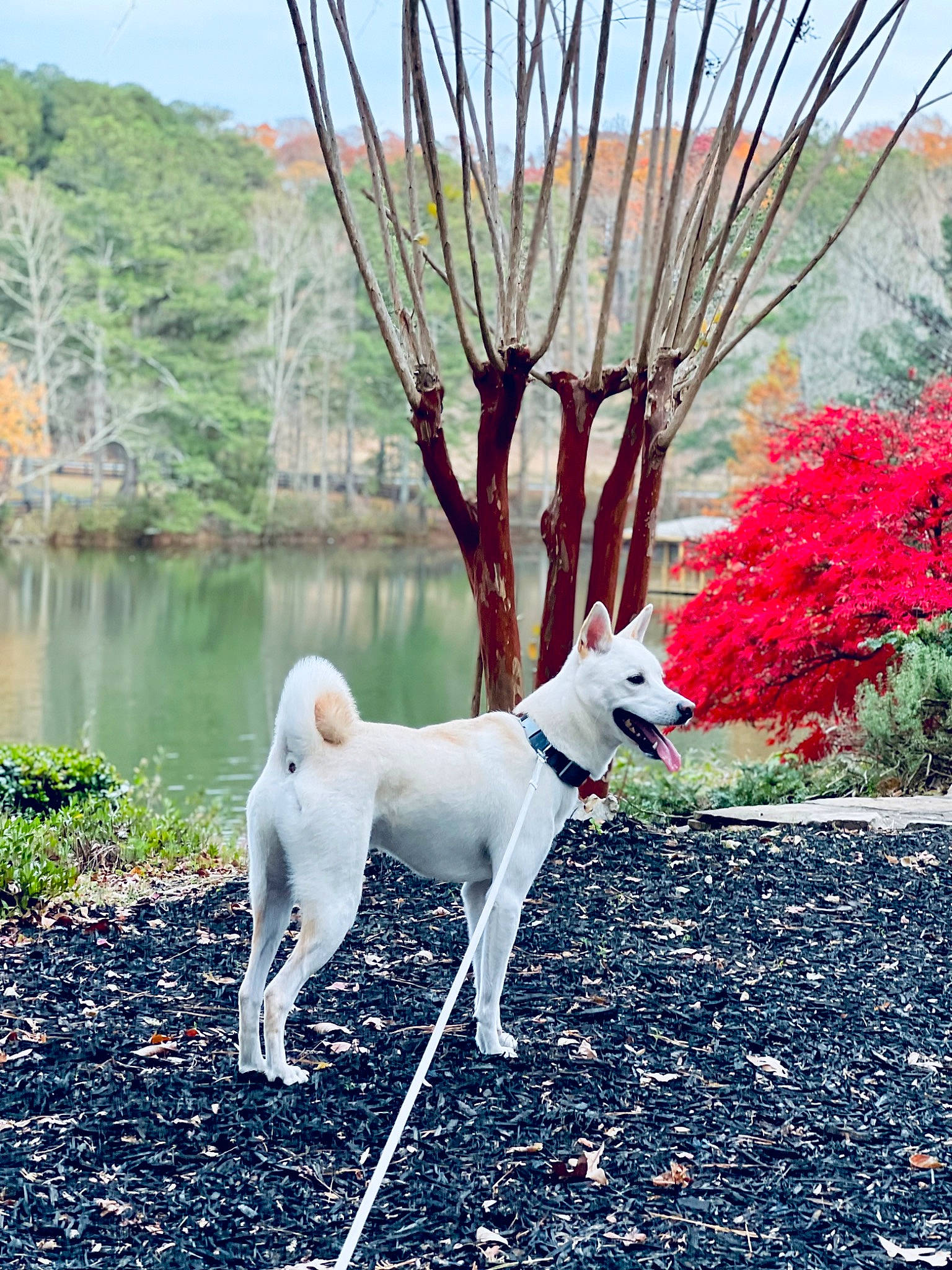 Louis is registered to the contest to win money with this photo: canidae, carnivore, collar, companion_dog, dog, dog_breed, fawn, grass, lake, landscape, mountain, natural_landscape, plant, sky, sporting_group, tail, tree, twig, water, wood