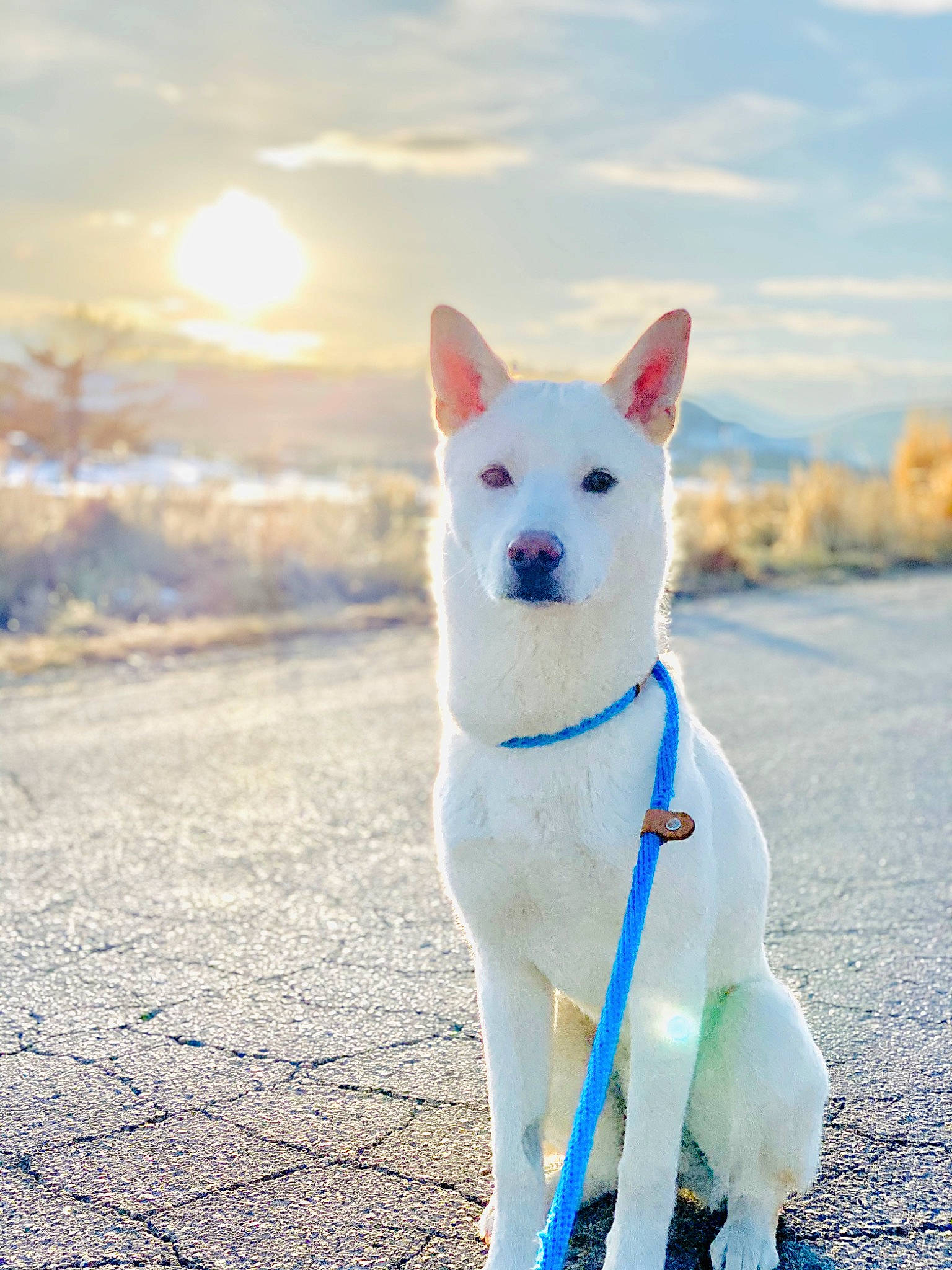 Louis is registered to the contest to win money with this photo: canidae, carnivore, cloud, collar, companion_dog, dog, dog_breed, dog_collar, electric_blue, fawn, fur, landscape, ocean, sky, snout, snow, sporting_group, tail, tree, winter
