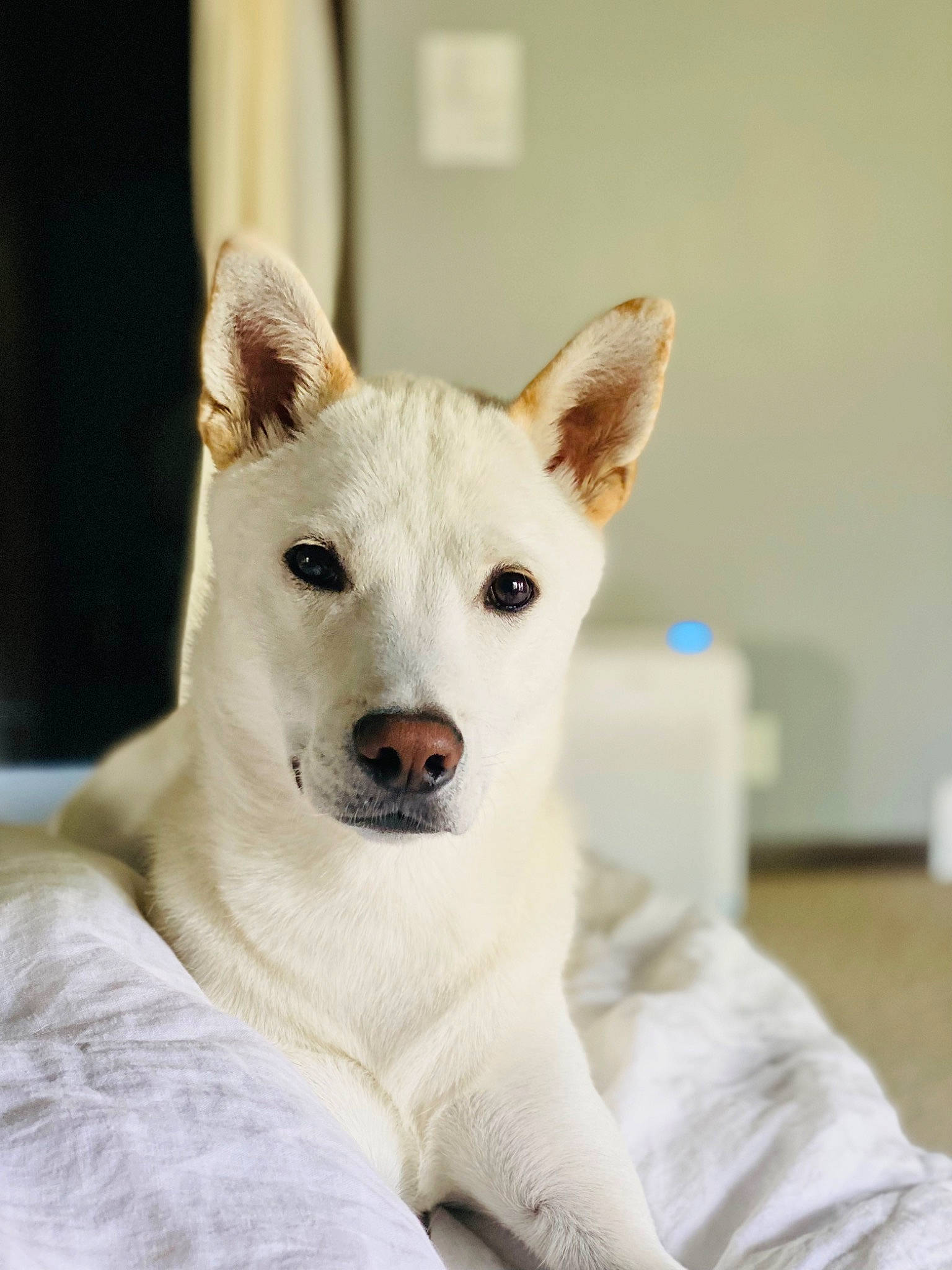 Louis is registered to the contest to win money with this photo: ancient_dog_breeds, canidae, carnivore, collar, comfort, companion_dog, dog, dog_breed, fawn, fur, non_sporting_group, snout, sporting_group, tail, terrestrial_animal, whiskers, working_animal