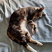 Comet joined the competition — help win amazing prizes! cat, tabby, sleeping, pet, animal, feline, fur, white_paws, striped, resting, bed, blanket, indoor, cozy, relaxed, sunlight, texture, cute, domestic_cat, peaceful