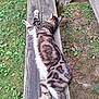 cat, tabby_cat, wooden_bench, grass, outdoor, animal, pet, relaxed, feline, nature, paw, fur, striped, resting, bench, backyard, daytime, mammal, stretching, peaceful