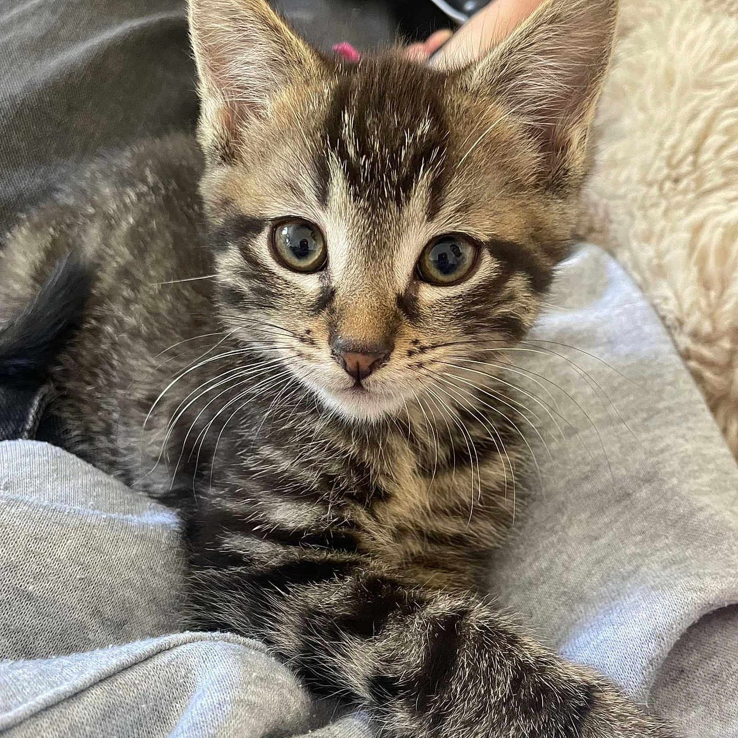 Rocket a rejoint le concours — aidez-le/la à gagner de superbes lots ! abyssinian, animal, blanket, cat, computerhardware, electronics, hardware, kitten, mouse, pet